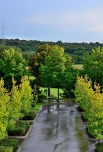 Path to tree.jpg