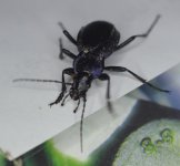 Violet Ground Beetle 2.jpg
