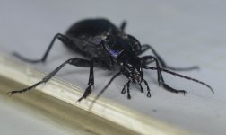 Violet Ground Beetle.jpg