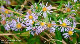258 Pale Flowers-130816-01_01.jpg