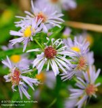 258 Pale Flowers-130816-02_01.jpg