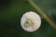 DSC_0087.jpg