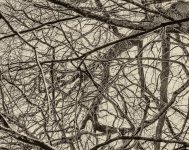 DSC_2136-Edit-Edit.jpg