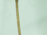 SHM_1340-2.jpg