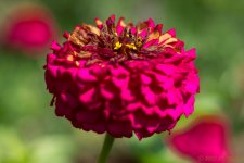 DSC_4005.jpg