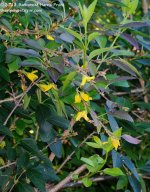 259 Forsythia-130917_01.jpg