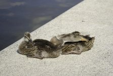DSC_0179-Edit.jpg