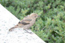 DSC_0113.jpg