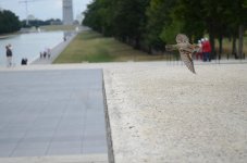 DSC_0126.jpg