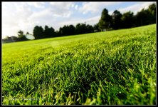 Day260Grass.jpg