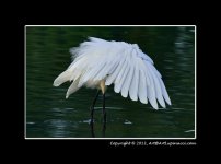Egret-0.jpg