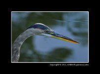 GBH-Headshot.jpg