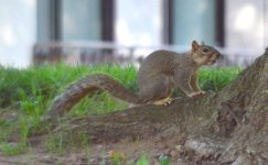 Squirrel_20130909_171924.jpg