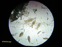 20130707_204019_Rotifers.jpg