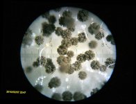 20100207_234732_SeanetteSnotFungus.jpg