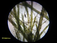 20110227_214117_Algae_GraniteParkNorthPond.jpg