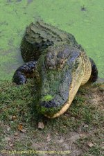 DSC_6049.jpg