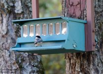 260 Nuthatch-130918-01_01.jpg