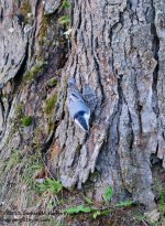 260 Nuthatch-130918-02_01.jpg