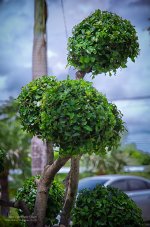 bonsai.jpg
