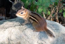 ChipmunkCropped.jpg