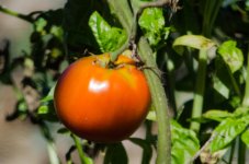 DSC_8922.jpg