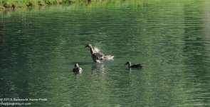 261 Ducks-130919-01_01.jpg