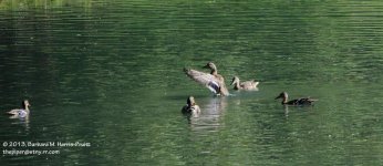 261 Ducks-130919-02_01.jpg