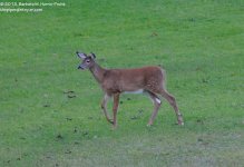 261 Deer-130919-01_01.jpg