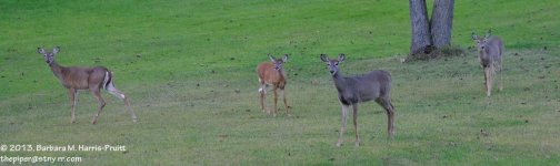 261 Deer-130919-09_01.jpg