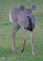 261 Deer-130919-11_01.jpg