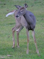 261 Deer-130919-12_01.jpg
