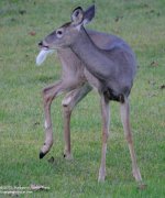 261 Deer-130919-13_01.jpg
