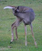 261 Deer-130919-14_01.jpg