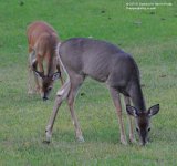 261 Deer-130919-17_01.jpg