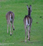 261 Deer-130919-18_01.jpg 261 Deer-130919-18_01.jpg