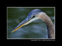 GBH-CU.jpg