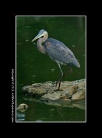 GBH-Rocks.jpg