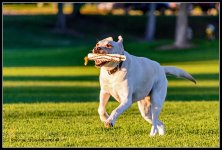 Day262Dog.jpg