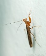 53056d1379675072-baby-praying-mantis-shm_1492.jpg