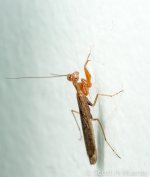 53057d1379675077-baby-praying-mantis-shm_1494.jpg