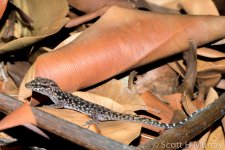 53087d1379696769-gecko-leaves-shm_1600.jpg