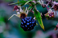 Blueberry.jpg
