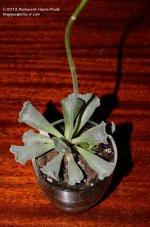 262 Succulent-130920-02_01.jpg