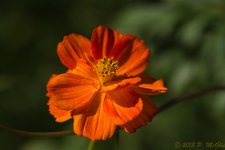 DSC_4070.jpg