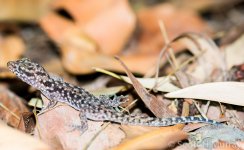53134d1379755367-gecko-leaves-shm_1604.jpg