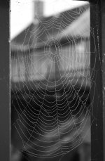 Orb Web.jpg