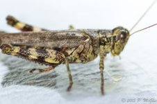 DSC_4092.jpg