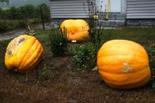 DSC_4106.jpg