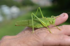 Katydid 1.jpg